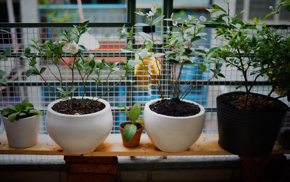 #gardenia #thebalconybistro #Linus'sGarden