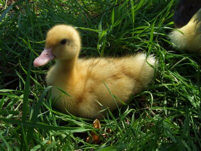Duckling yellow small spring