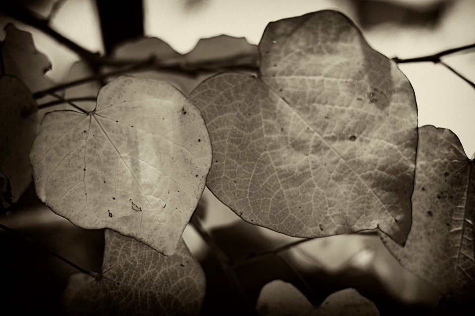 Overlapping Hearts
