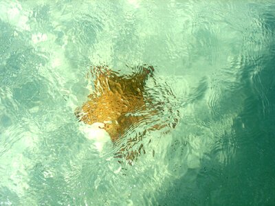 Star marina under water