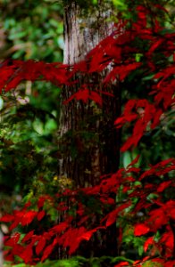 Falls Red Cloak