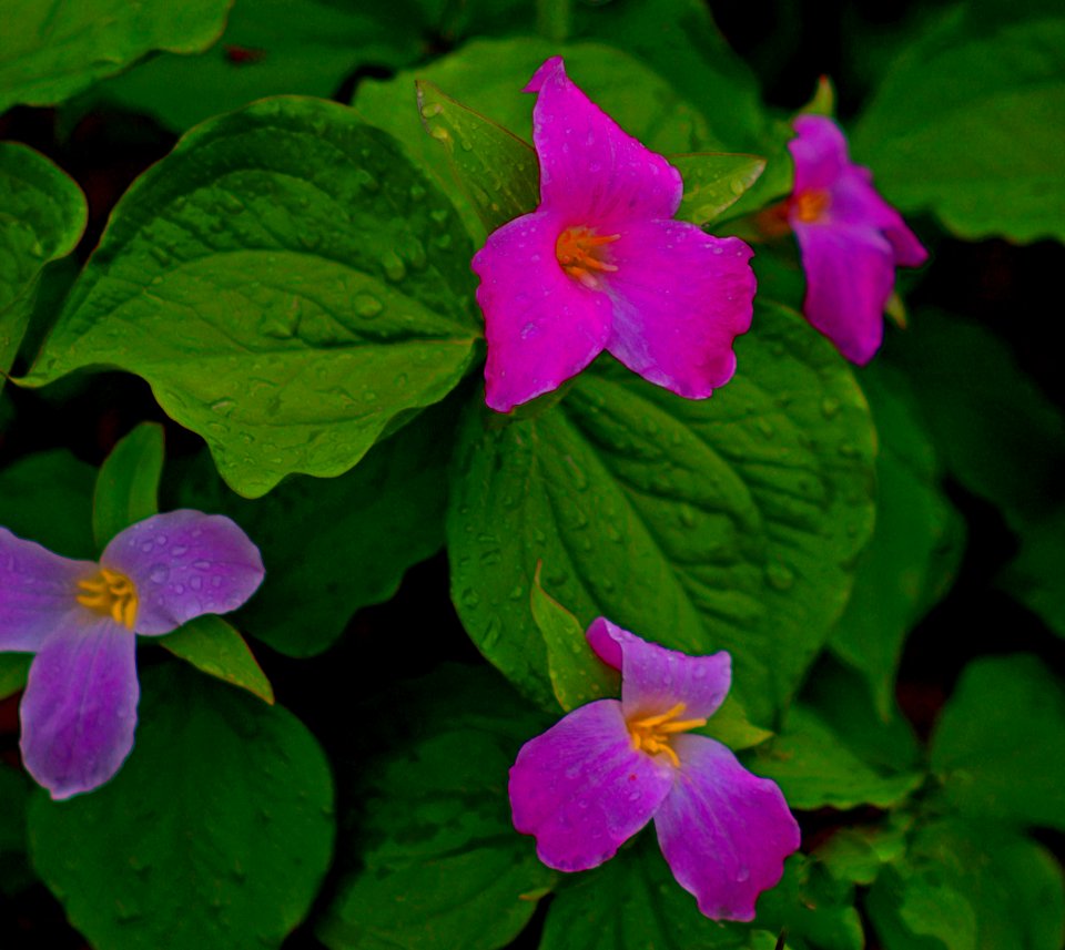 High Elevation Spring Flowers Blue Ridge Parkway