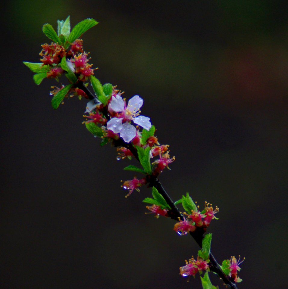 Raindrops And Flowers
