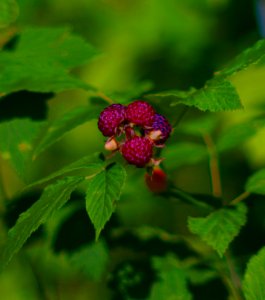 colorfull Wild Raspberries