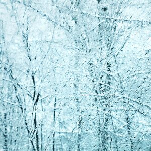 White cold forest