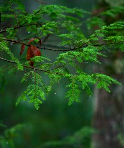 Cabin Fever  December Rain