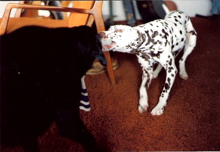 Tug of War with Casey