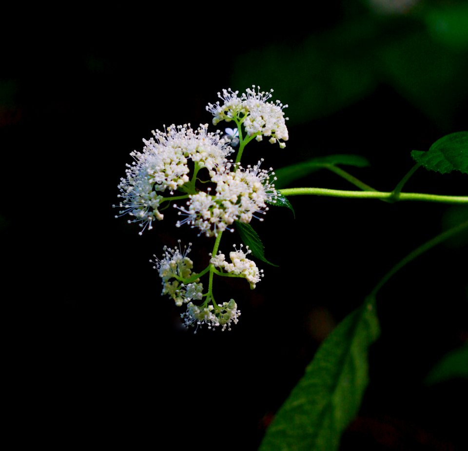 Light  Against Dark