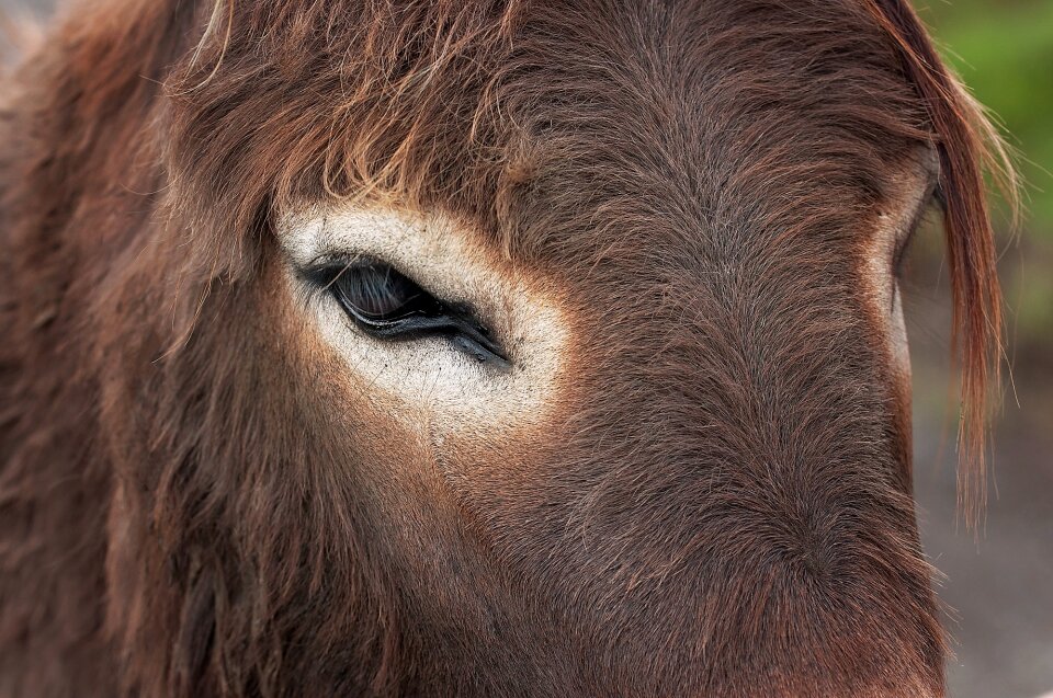 Animal animal head fur