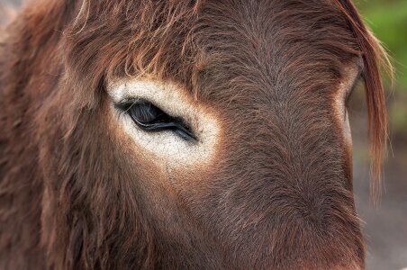 Animal animal head fur