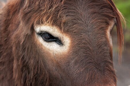 Animal animal head fur photo