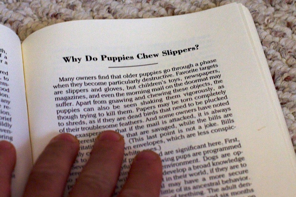 Why Puppies Chew Slippers