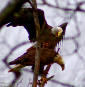 Bald Eagles