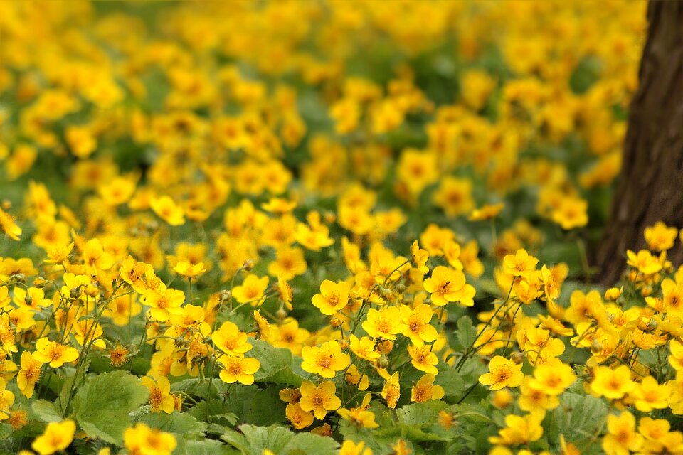 Buttercup flower meadow yellow
