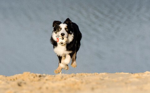 Running dog playing dog dog on beach photo