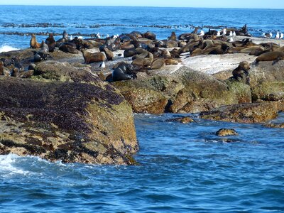 Cape peninsula sea ocean photo
