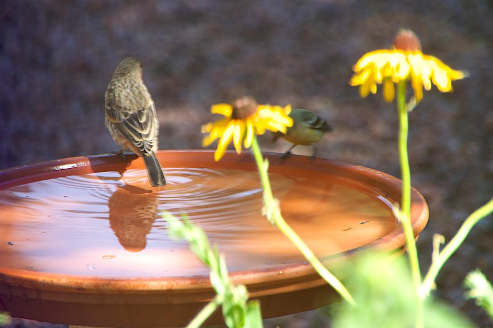 Bird Talk by the Pool