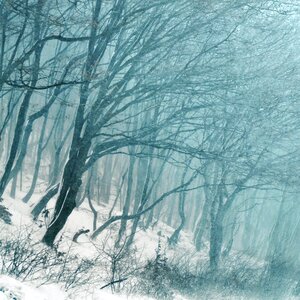 Winter forest trees snow
