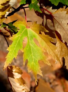 Maple in Transition