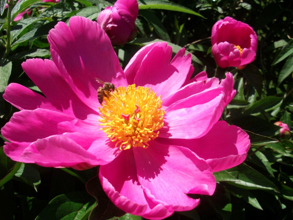 Spring blossom floral