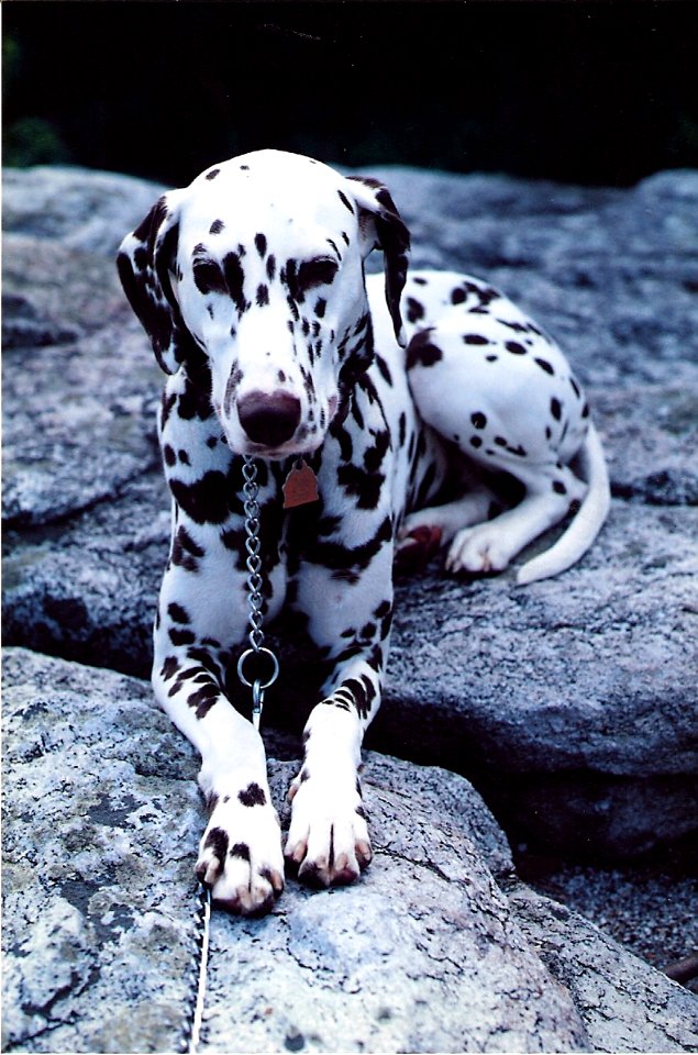 Last Camping Trip on East Coast (May 1987)