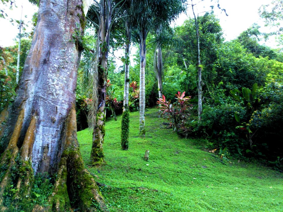 Line of trees