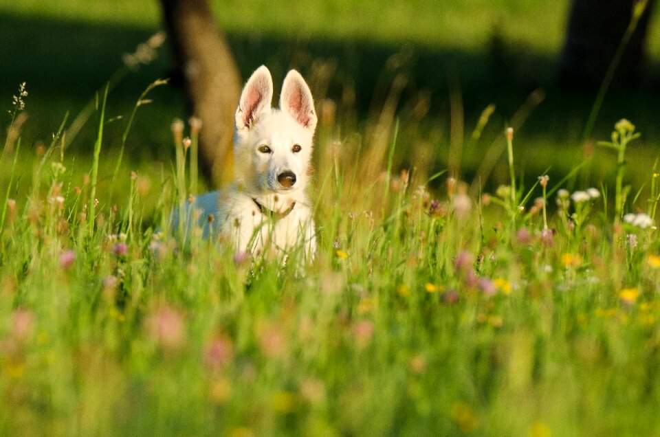 Animal children flowers flower meadow
