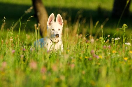 Animal children flowers flower meadow