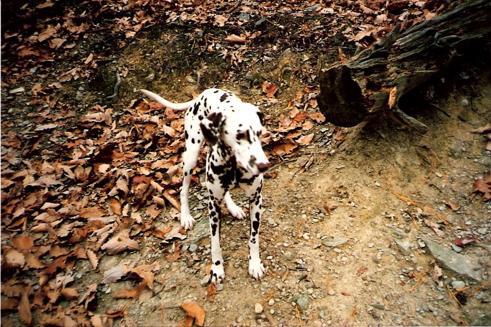 The Day of the Big Disapperance (1986)
