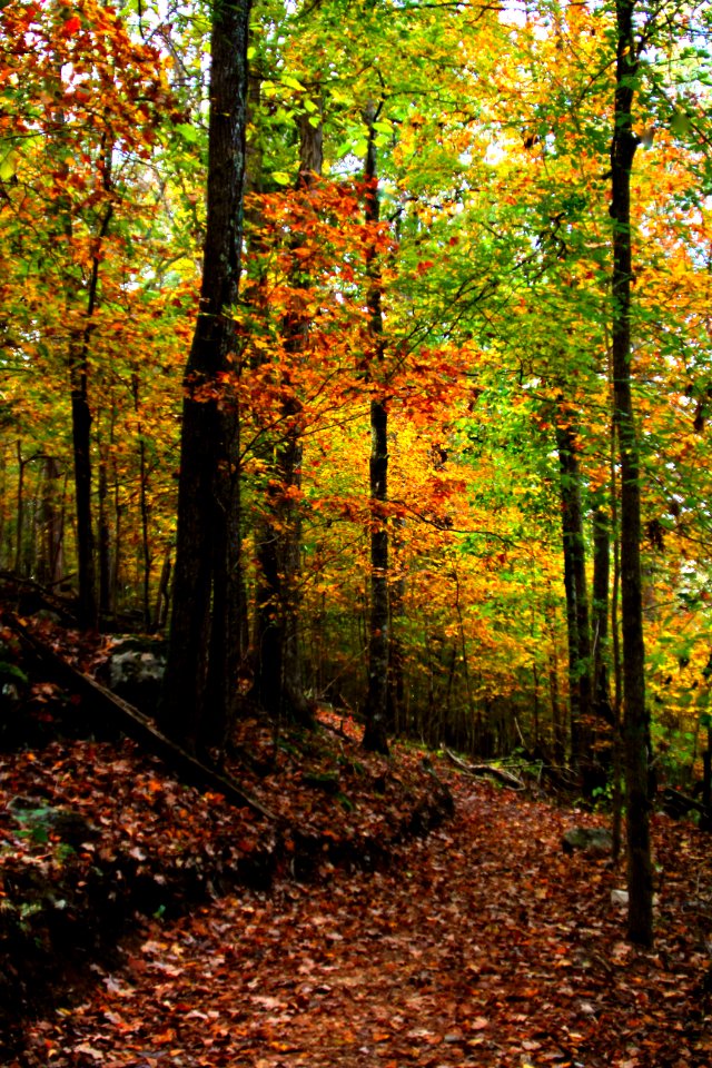 Fall Forest Trail photo