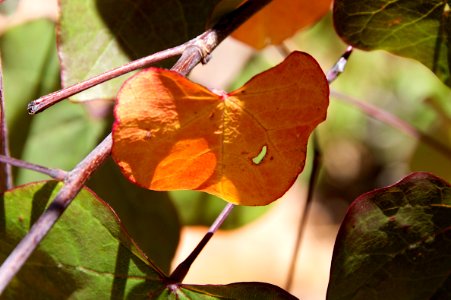 Remnants of Autumn
