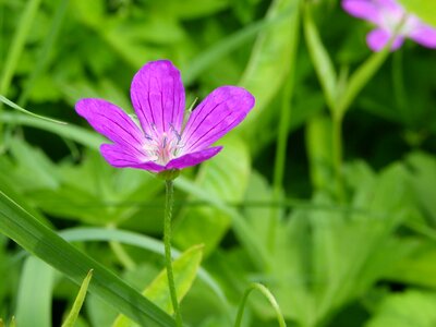 Green nature flower