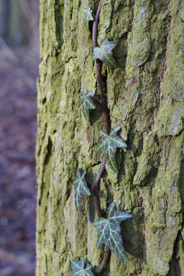 Tree ivy foliage