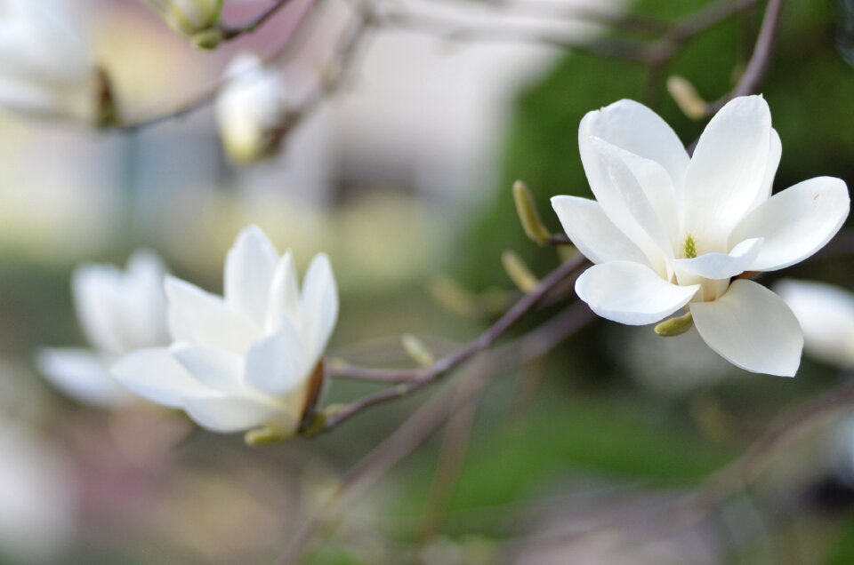 Magnolia plants flowers photo