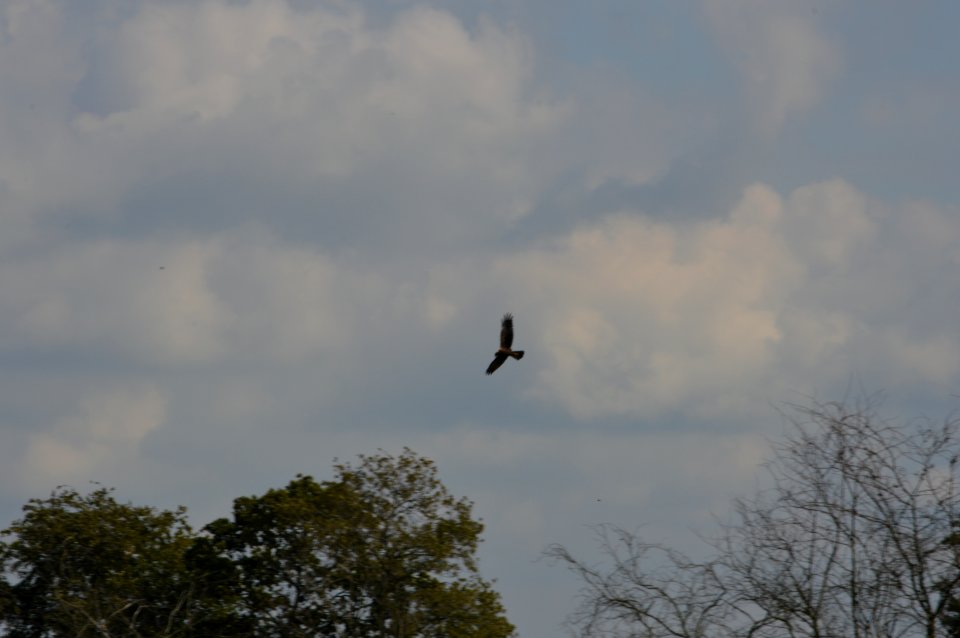 20170910 buzzard in flight buizerd