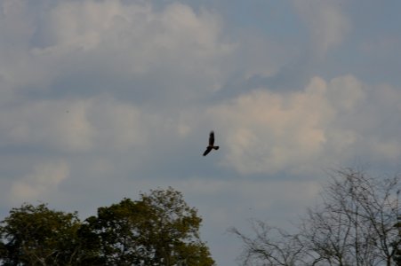 20170910 buzzard in flight buizerd photo