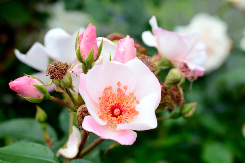 Rose flower blossom