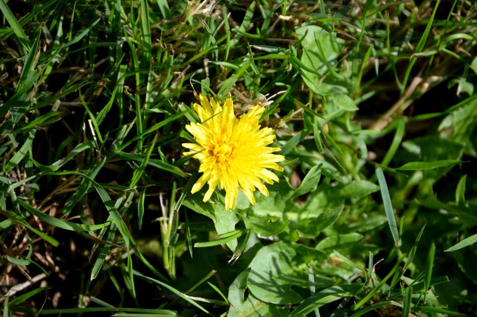 20170909 paardebloem