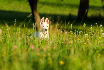 Puppy white shepherd cute look photo