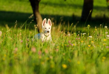 Puppy white shepherd cute look