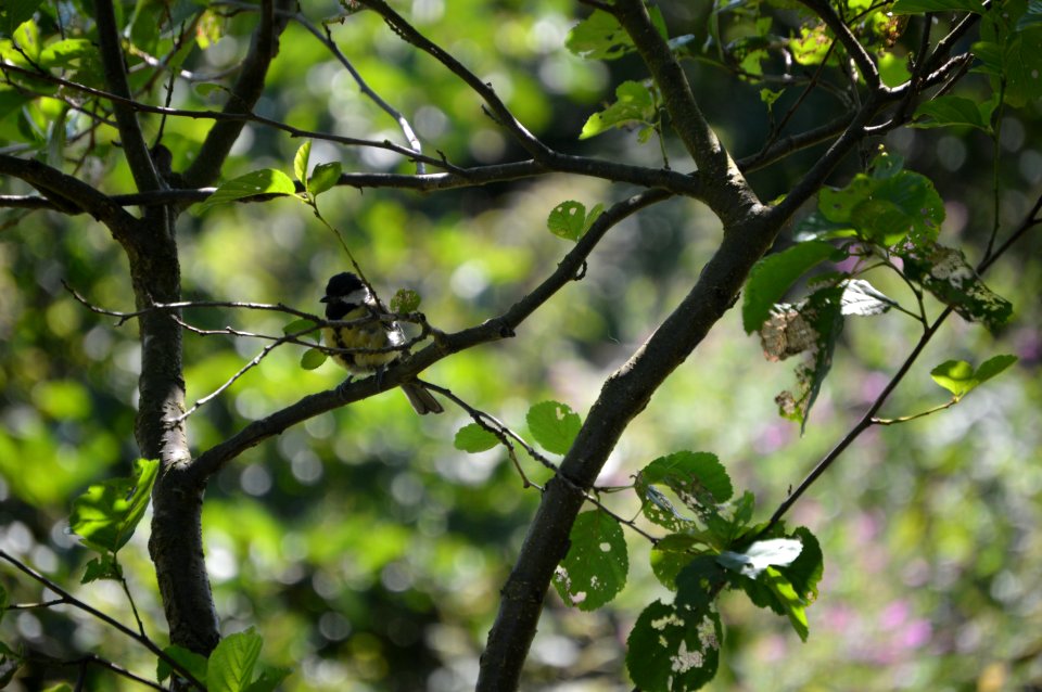 20170809 tomtit, waiting