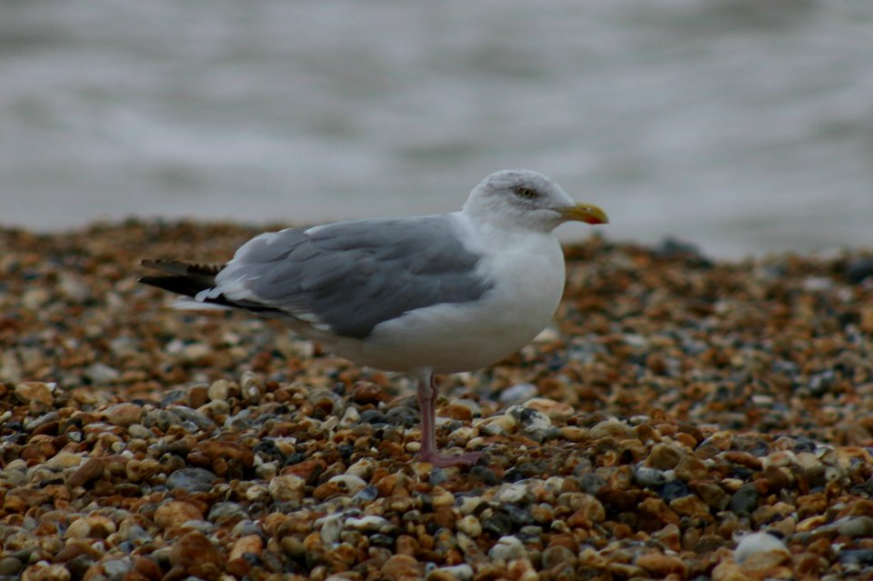 Sea Gull Normans Bay East Sussex