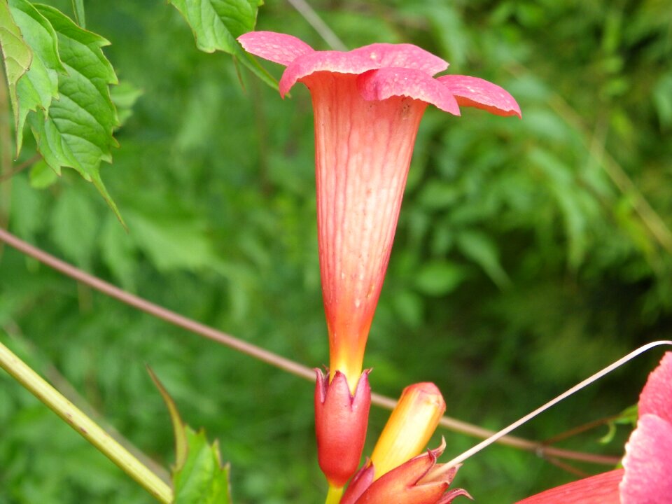 Garden flower nature