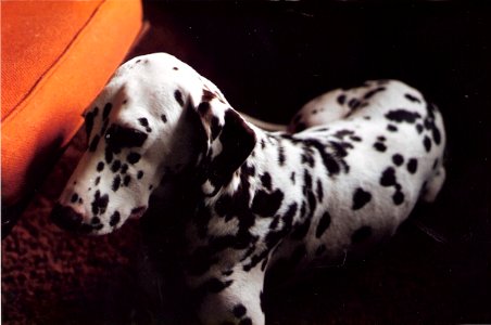 What Thoughts A Dog Ponders