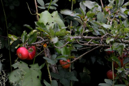 20170910 appels in een oude boomgaard, apples orchard photo