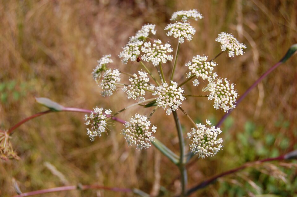 Flower delicate nature