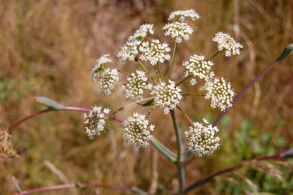 Flower delicate nature photo