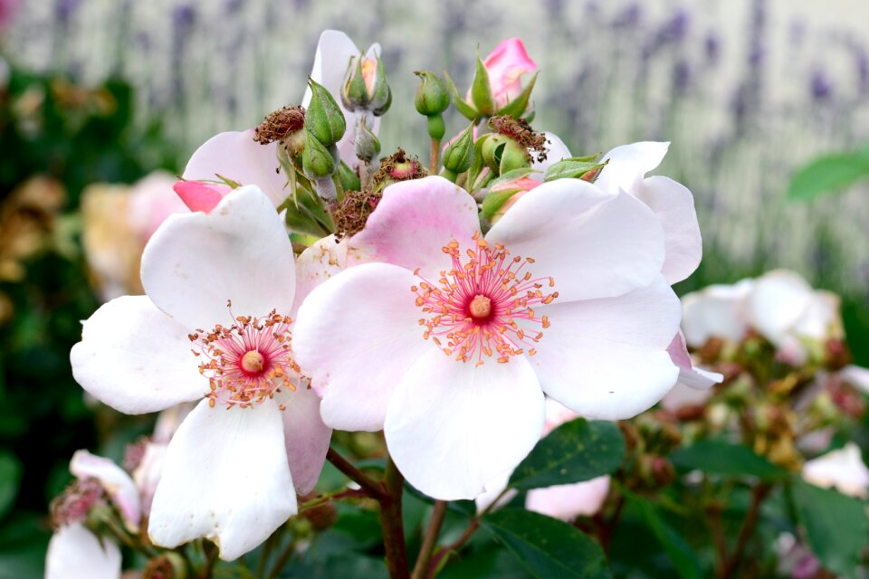 Rose flower blossom