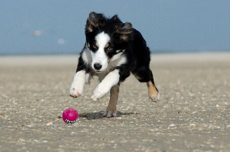 Ball hunting beach dog photo