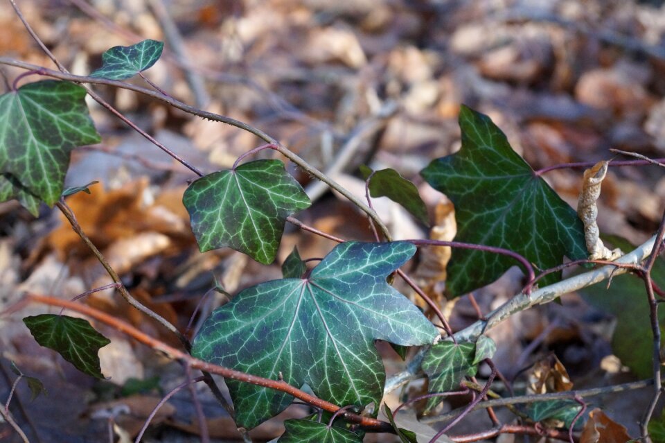 Forest ivy foliage